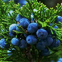 Juniper Berry